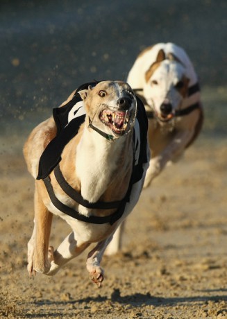 Greyhound+Races+in+Hove+TXNNyCVjZu0l.jpg